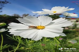 Cosmosflower - Kosmos-Blume