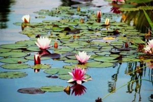 Flowers on the water - Blumen auf dem Wasser