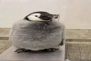Pinguin mag die Waage nicht