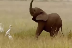 Lustiger kleiner Elefant