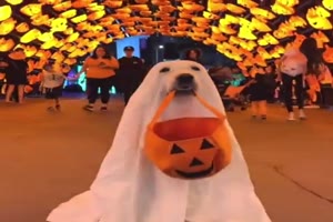 Hund im Halloween-Kostm