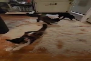 Katzen spielen mit Reis