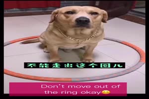 Hund darf den Ring nicht verlassen