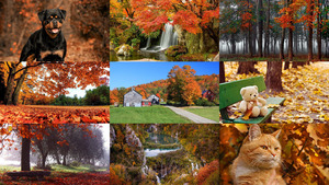 Beautiful autumn 20