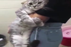 Katze will nicht duschen