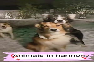 Tiere in Harmonie