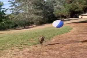 Hund beim Ball spielen