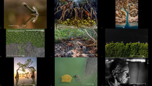 Mangrove Photography Awards 2022