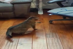 Katze und Kleiderbügel