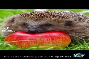 Sweet hedgehogs - Se Igel