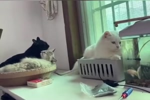 Katze schaut den beiden anderen lieber nicht zu
