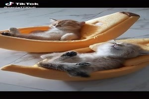 Cute cat pictures - Süße Katzenbilder