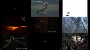 WildArt Photographer of the Year 2022 Winners (1)