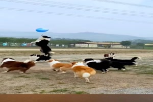 Ballonspiel der Hunde