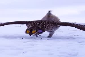 Tippelnder Vogel