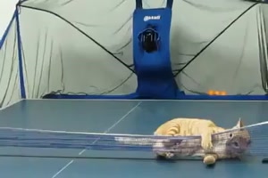 Katze auf der Tischtennisplatte