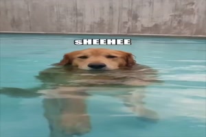 Hund will nicht aus dem Pool raus