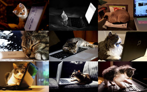 Cats & Laptops - Katzen & Laptops