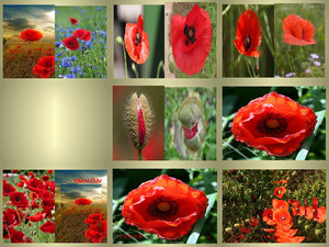 Poppies - Mohnblumen ... nicht blttern