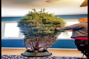 Weihnachtsbaum aufstellen