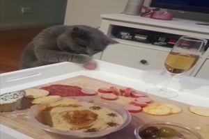 Katze will das Wurst-Rdchen haben
