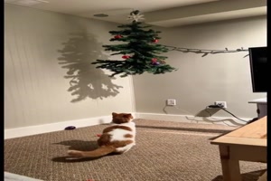 Katze und Weihnachtsbaum