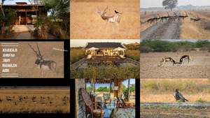 Blackbuck National Park Velavadar India