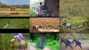 Yala National Park Sri Lanka