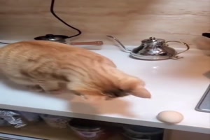 Katze spielt mit Ei - Ende absehbar
