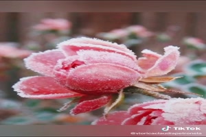 Frozen flowers - Gefrorene Blumen