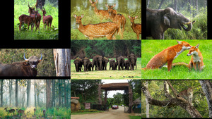 Nagarhole National Park and resort
