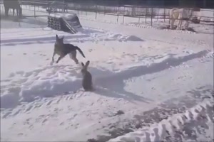 Hund und Hase spielen Fange
