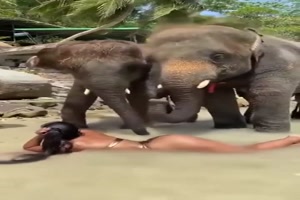 Massage durch Elefanten testen