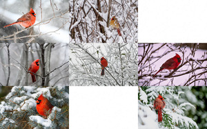 Christmas Cardinals - Weihnachtskardinle