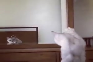 Katze und Spiegel