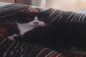 Katze bellt zurück