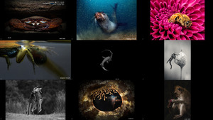 Australian Photography Awards 2022 - Animal