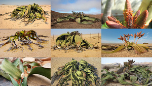 Welwitschia