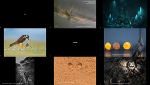 WildArt Photographer of the Year 2022 Winners - ...