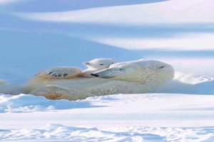 Niedlicher Eisbär