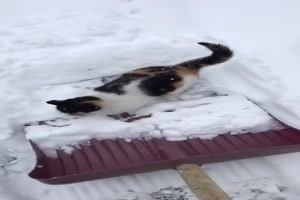 Katze will auf die Schneeschaufel