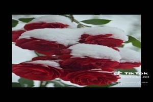 Bevroren bloemen - Gefrorene Blumen