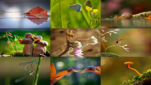 The Miniature World of Snails etc. - Schnecken