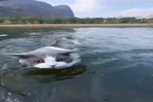 Schwimmende Katze