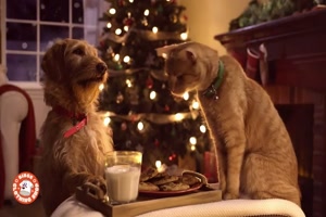 Christmas with Cat and Dog - Weihnachten mit Katze und Hund
