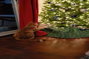 Katze und Christbaumkugel