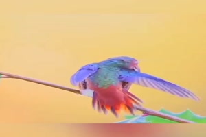 Wunderschne Kolibris
