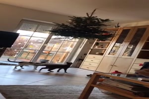 Zwei Katzen und ein Weihnachtsbaum