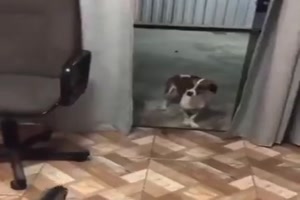 Dem Hund gefällt der Sound