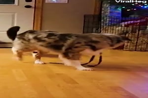 Hund spielt mit Katze